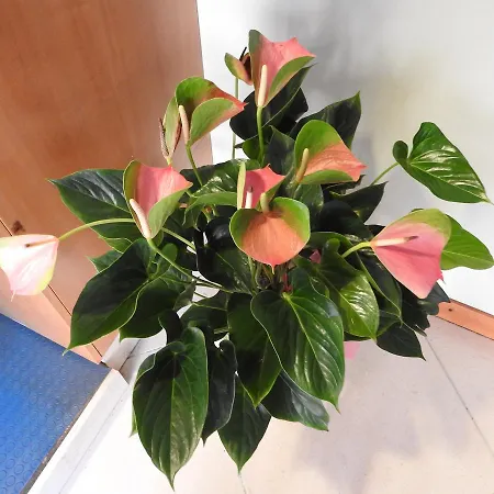 Albergo Centrale-3